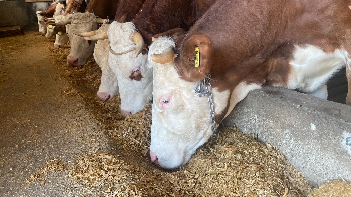 Ugrožen opstanak stočara